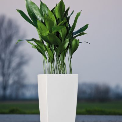 Cubico 40<br>mit Schusterpalme