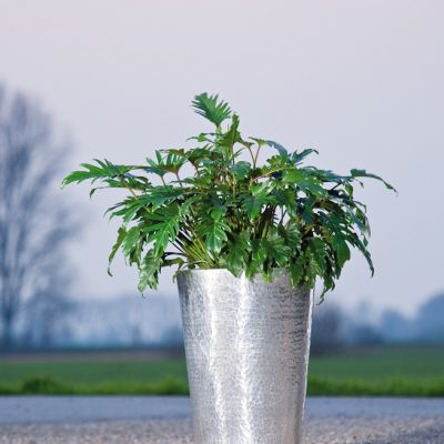 Gehämmertes Aluminium<br>mit Philodendron
