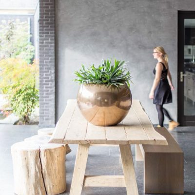 Glory Künstl Platycerium