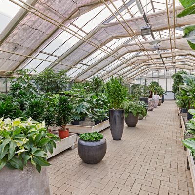 Indoor-Pflanzenbestand