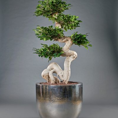 Jersey platin <br>mit Ficus Ginseng künstlich