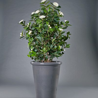 Bari <br>mit Camellia künstlich