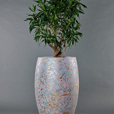 TERRA VIRIDIS Art 2<br>mit Pleomele