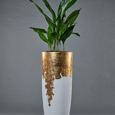 White-Gold <br>mit Schusterpalme