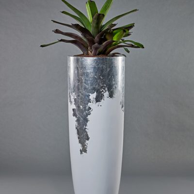 White-Silver <br>mit Vriesea Hybride