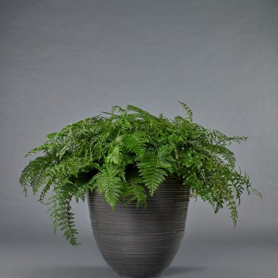 Grezzana <br>mit Asplenium