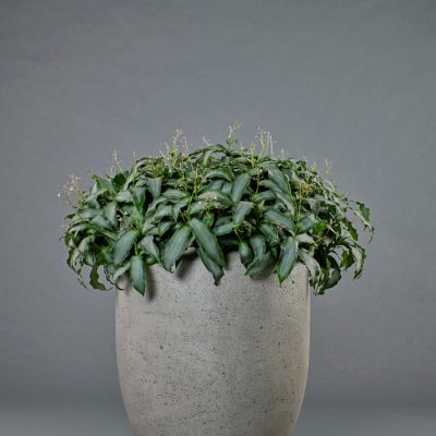 Cigar <br>mit Murdannia