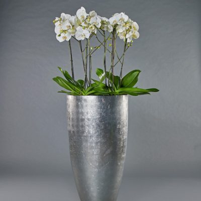 Partner platinum <br>mit Phalaenopsis