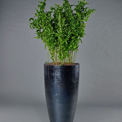 Partner darksilver <br>mit Microsorum