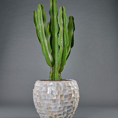 Muschelgefäß <br>mit Euphorbia