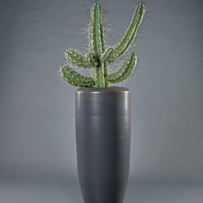 Milano <br>mit Cereus