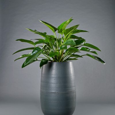 Biarritz <br>mit Philodendron