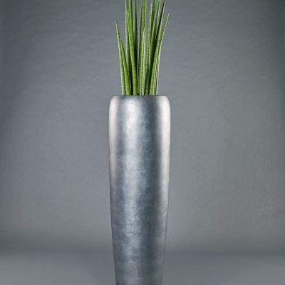 Royal <br>mit Sansevieria Tower