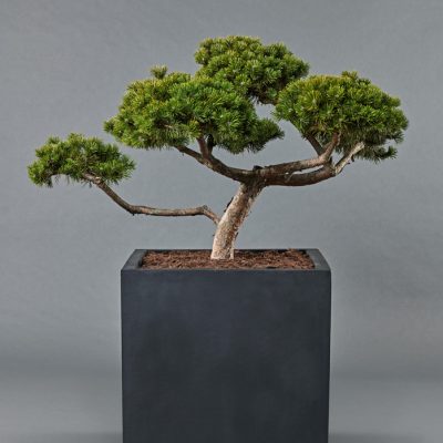 Block 60 <br>mit Pinus mugo