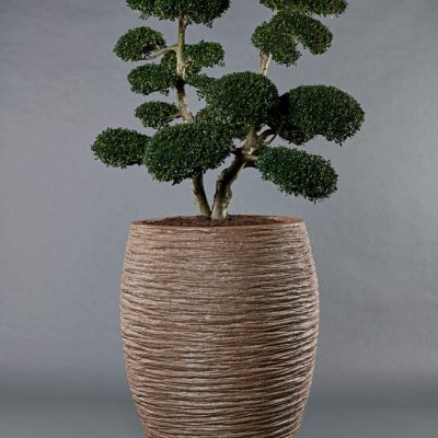 Digon Rock <br>mit Ilex crenata Formgehölz