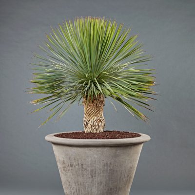 Terra Cotta grau <br>mit Yucca rostrata