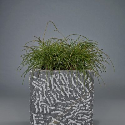 Naturstein <br>mit Thuja plicata