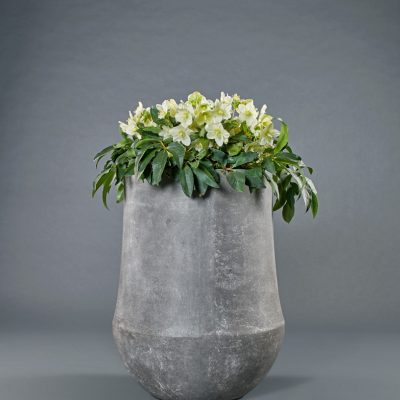 Darcy Raw Grey <br>mit Helleborus