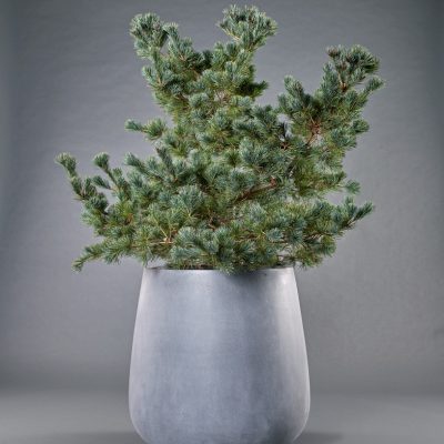 Pax <br>mit Pinus parviflora