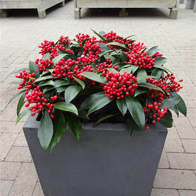Skimmia reeversiana
